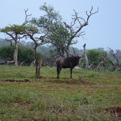 2015-05 South Africa/iMfolozi/DSC_0168.JPG